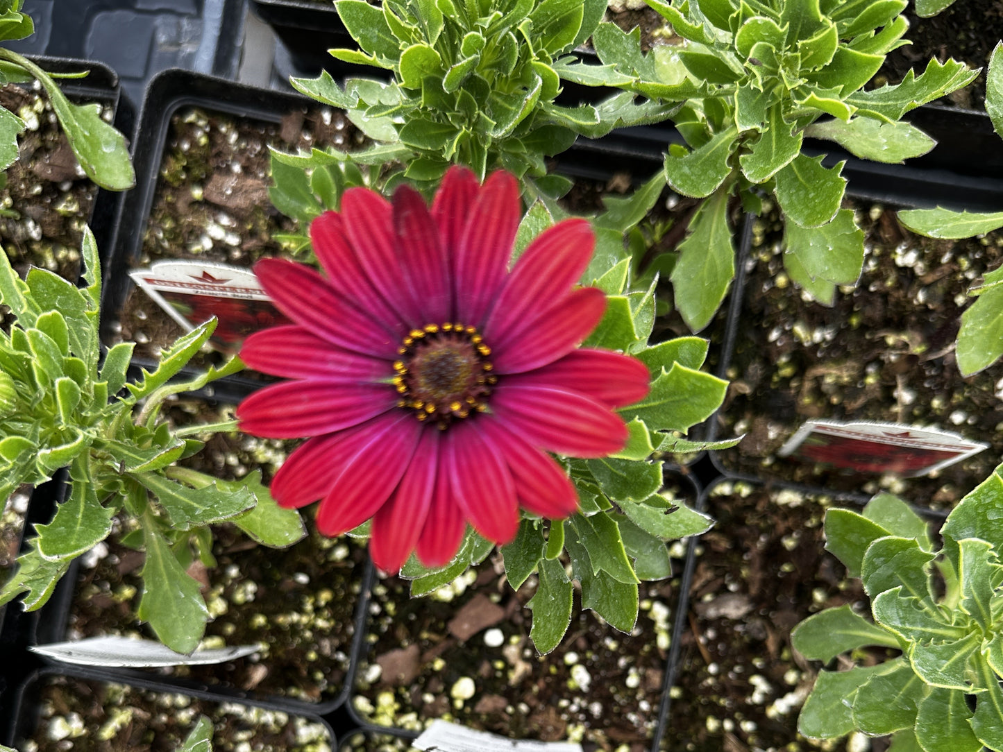 Osteospermum