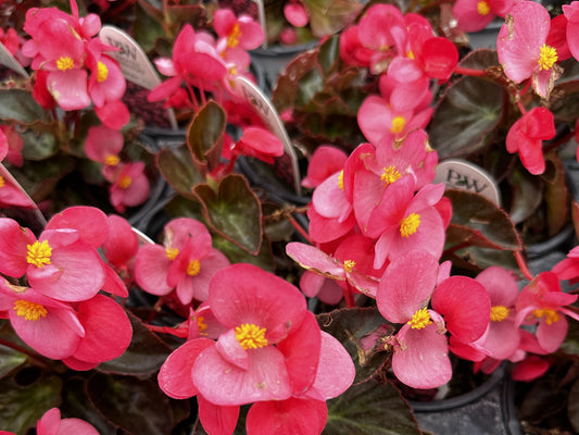 Begonia