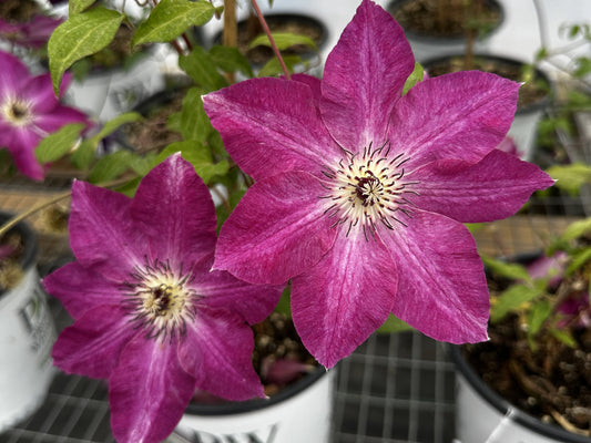 Clematis