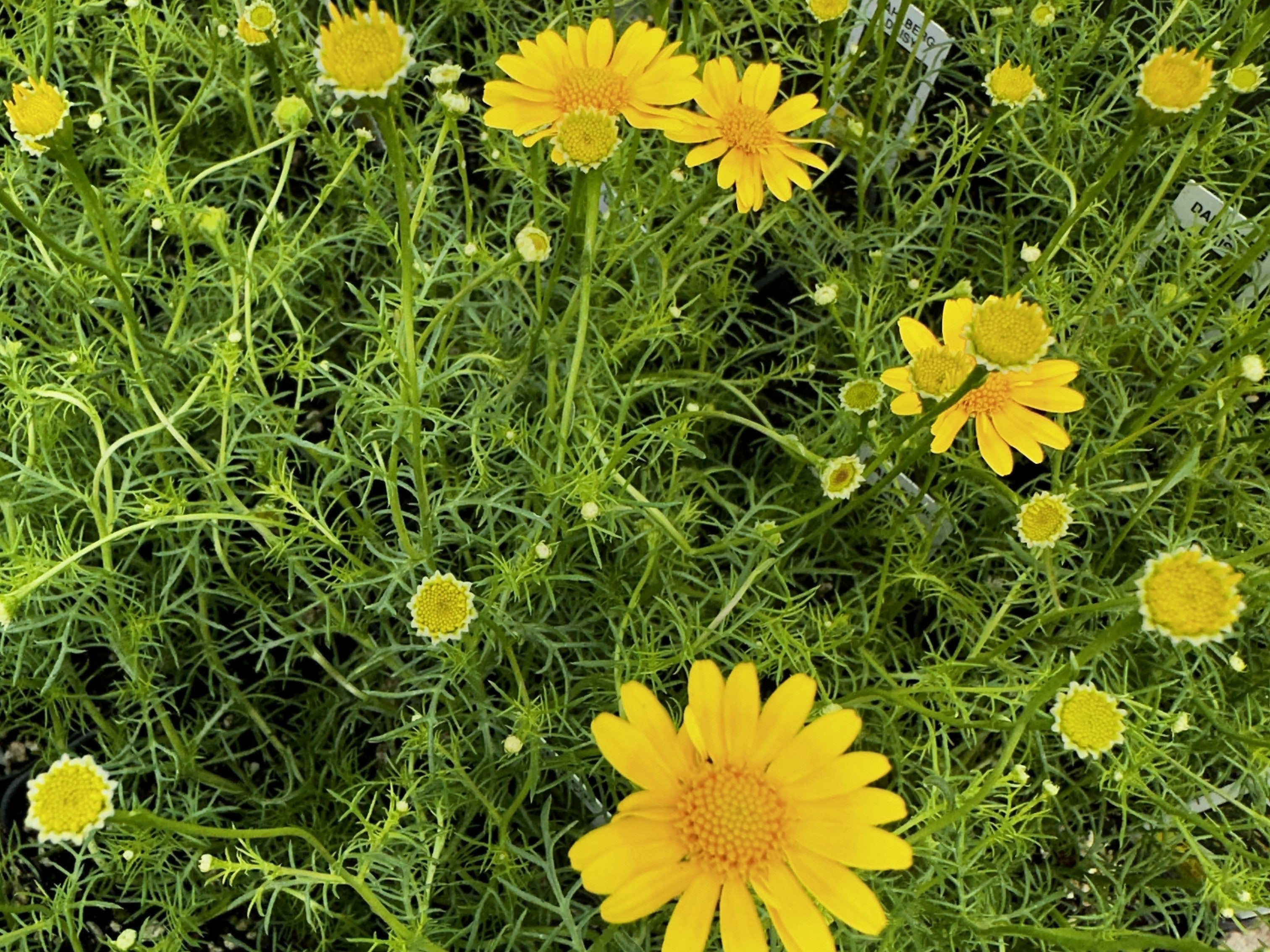 Daisy – 7 Rhodes Market