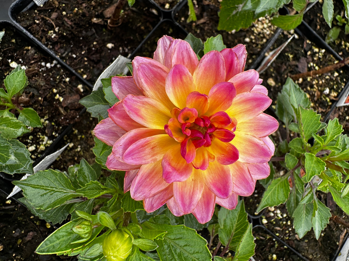 Dahlia