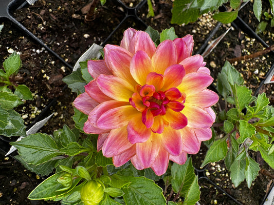 Dahlia