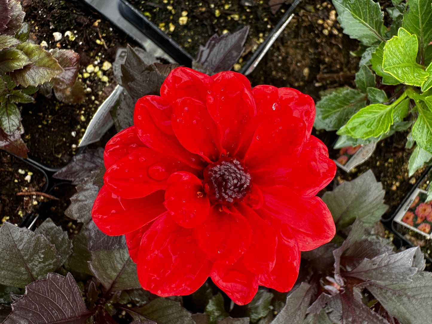Dahlia
