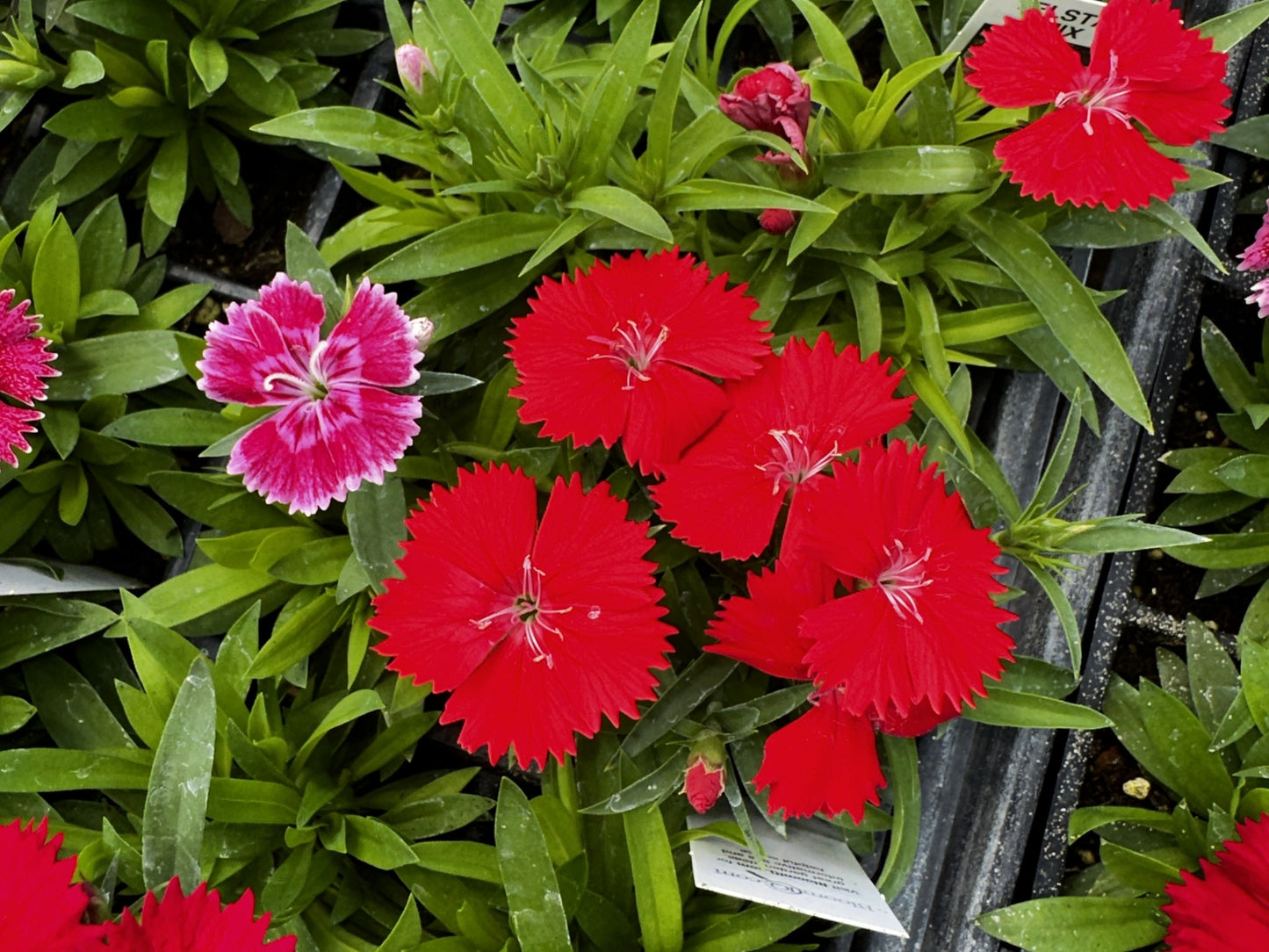 Dianthus