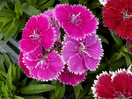 Dianthus