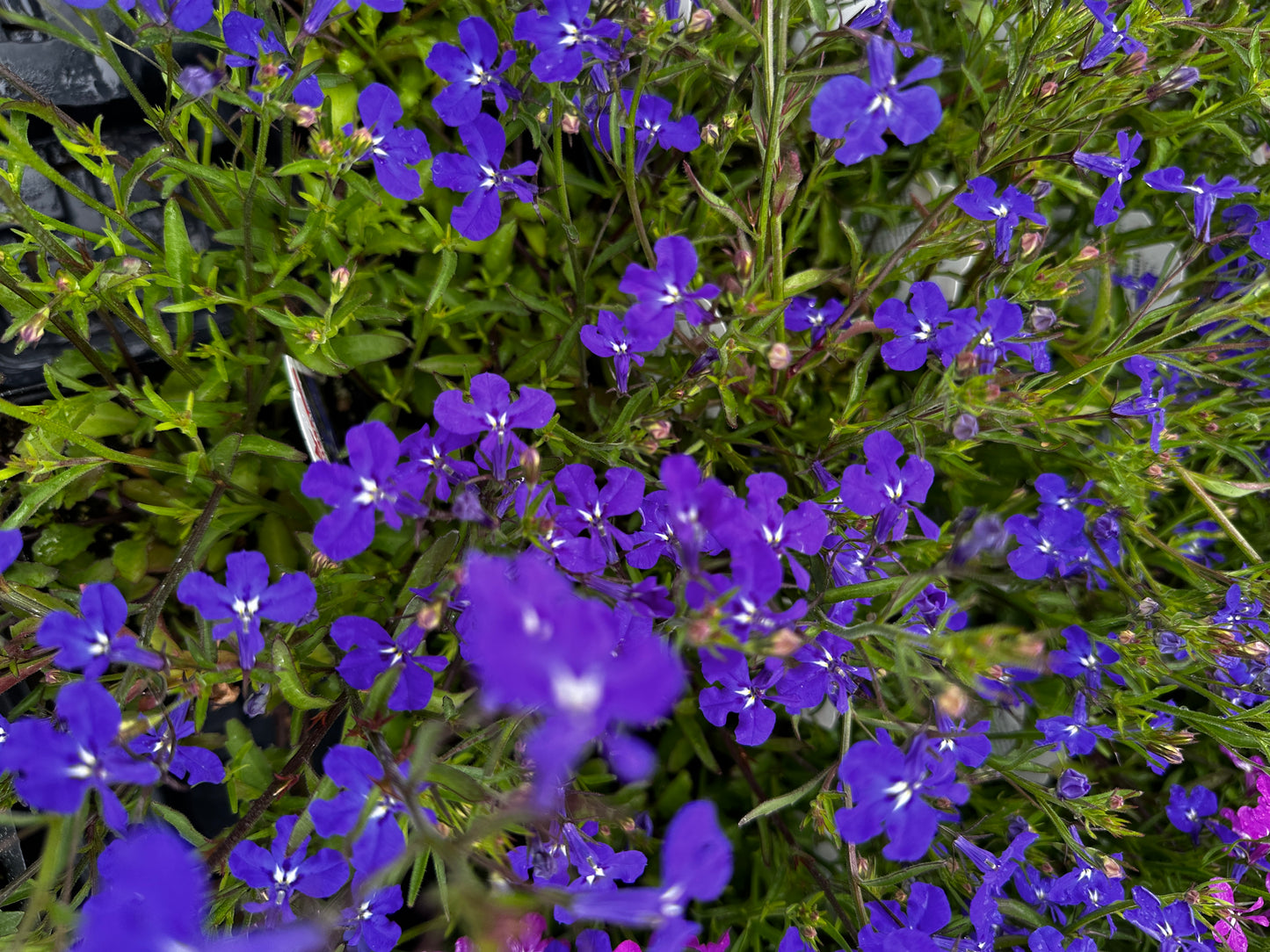 Lobelia