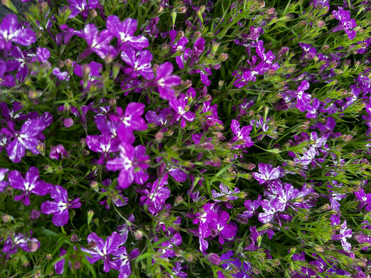 Lobelia