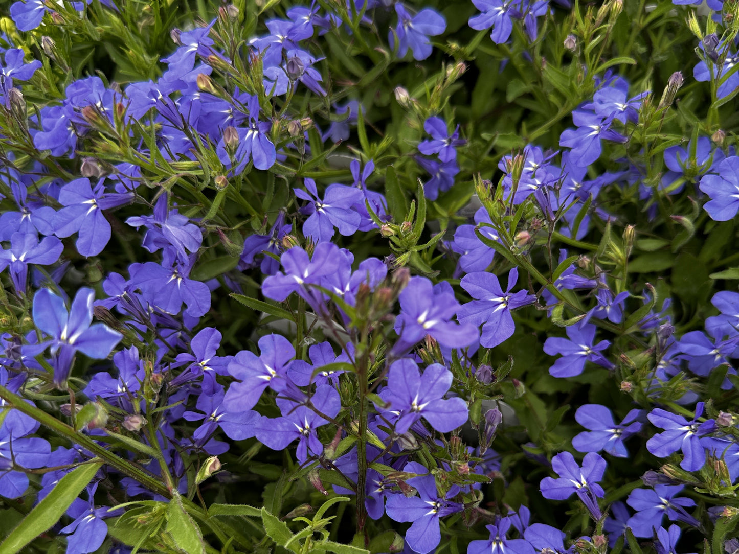 Lobelia