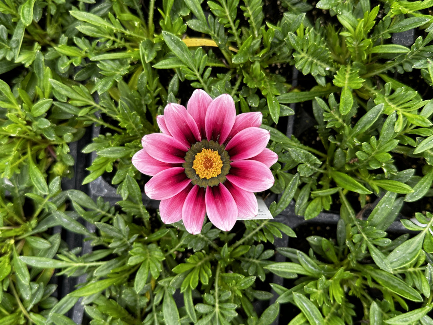 Gazania