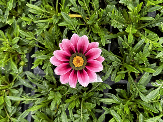 Gazania
