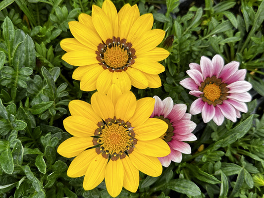 Gazania