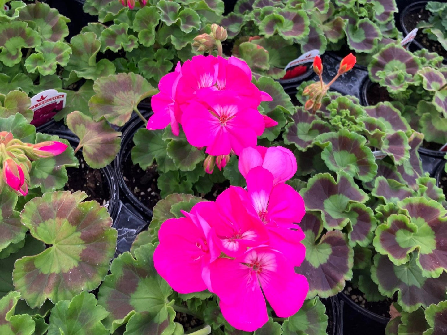 Geranium