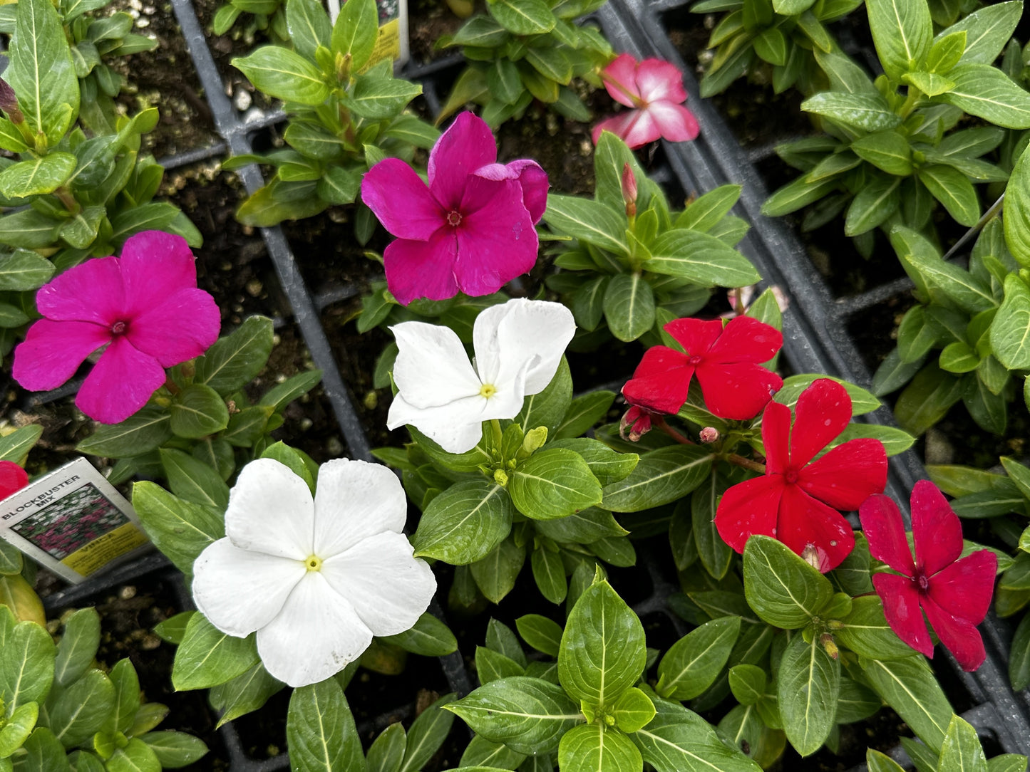 Impatiens