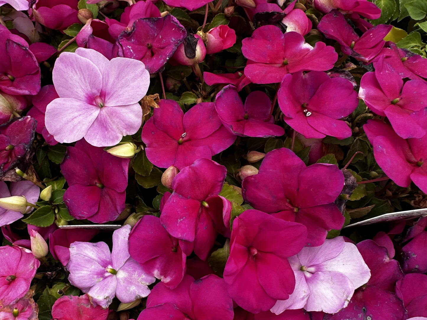 Impatiens