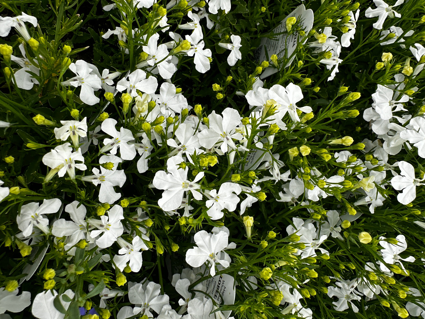 Lobelia