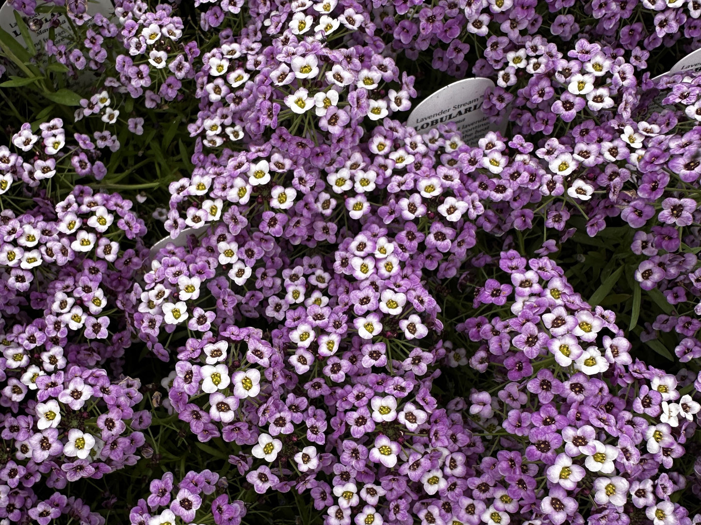 Lobularia