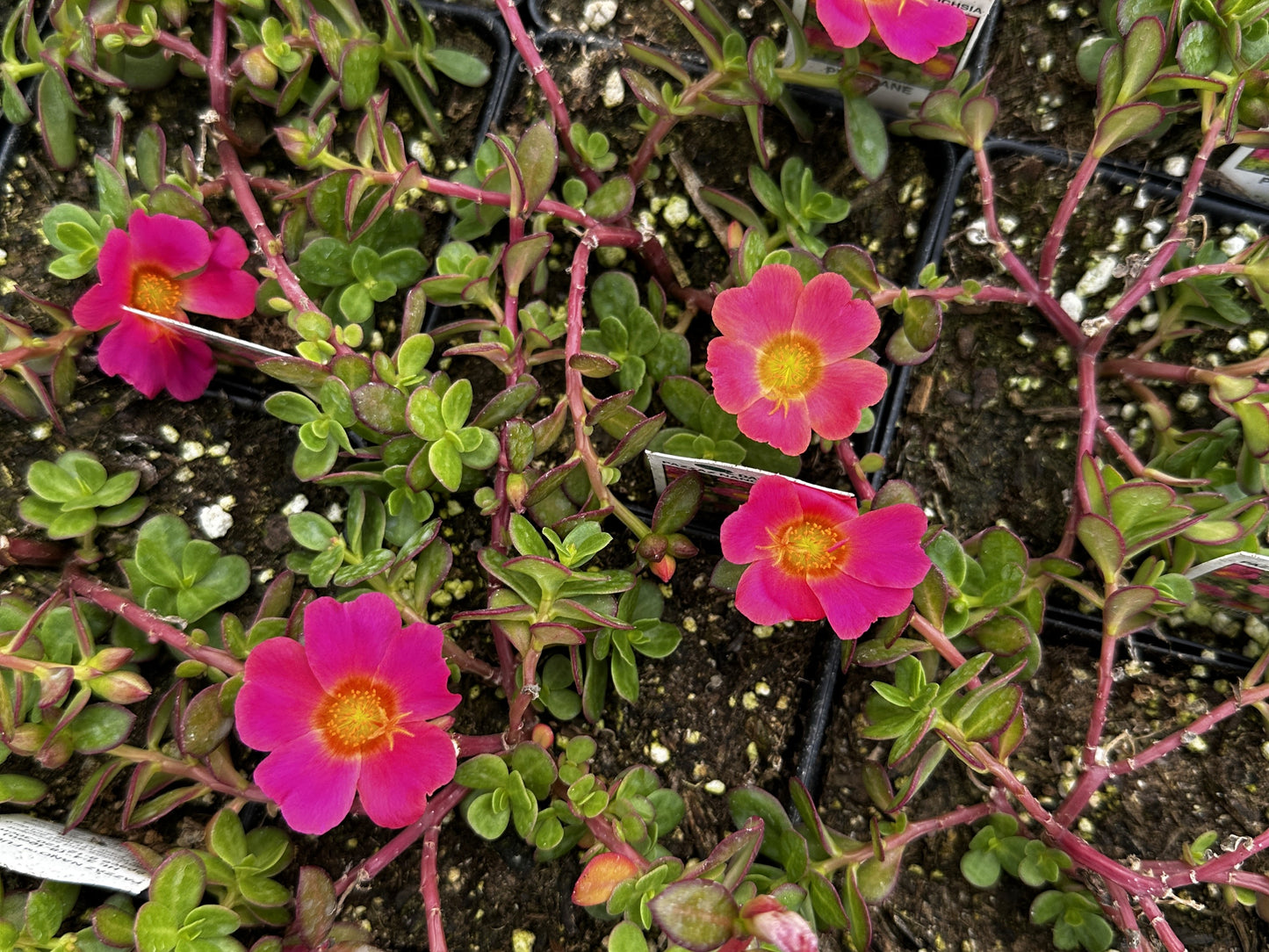 Portulaca / Moss Roses