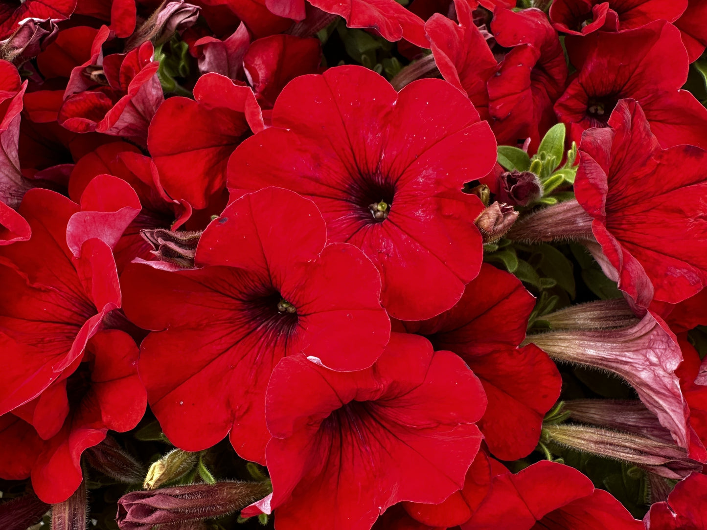 Petunia