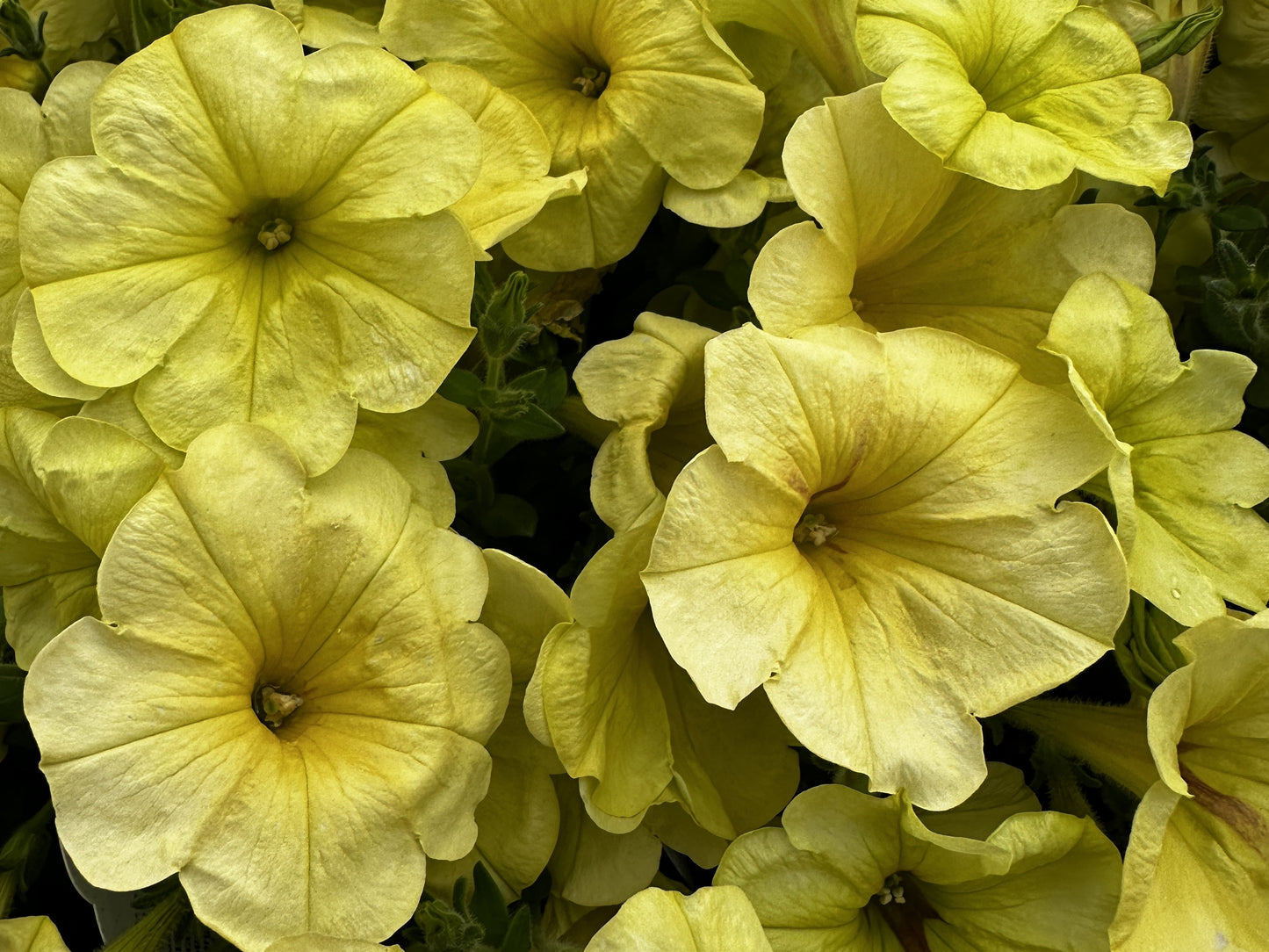 Petunia
