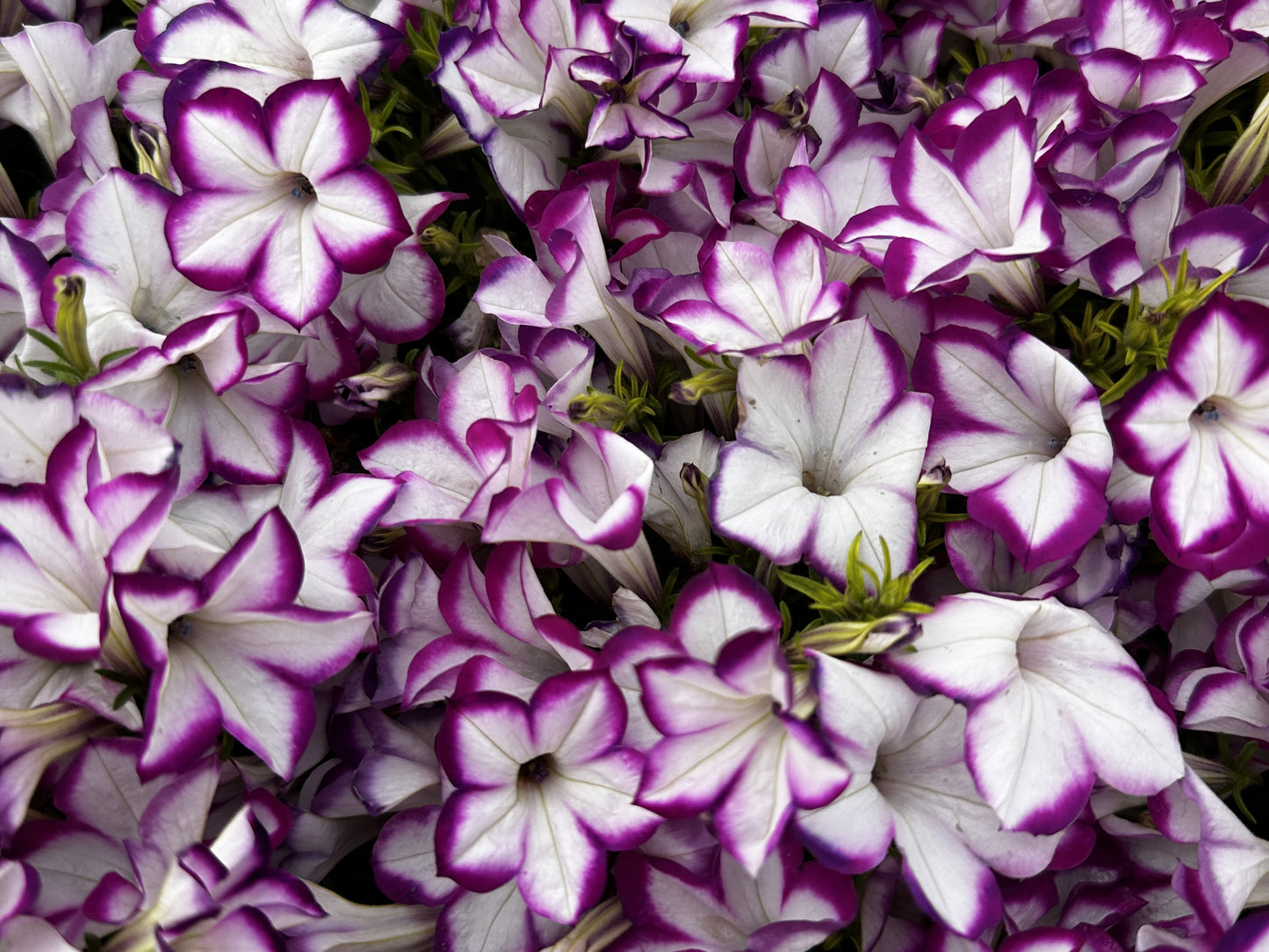 Petunia