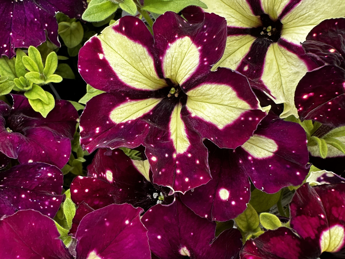 Petunia