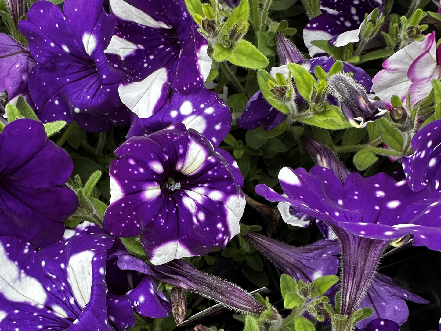 Petunia