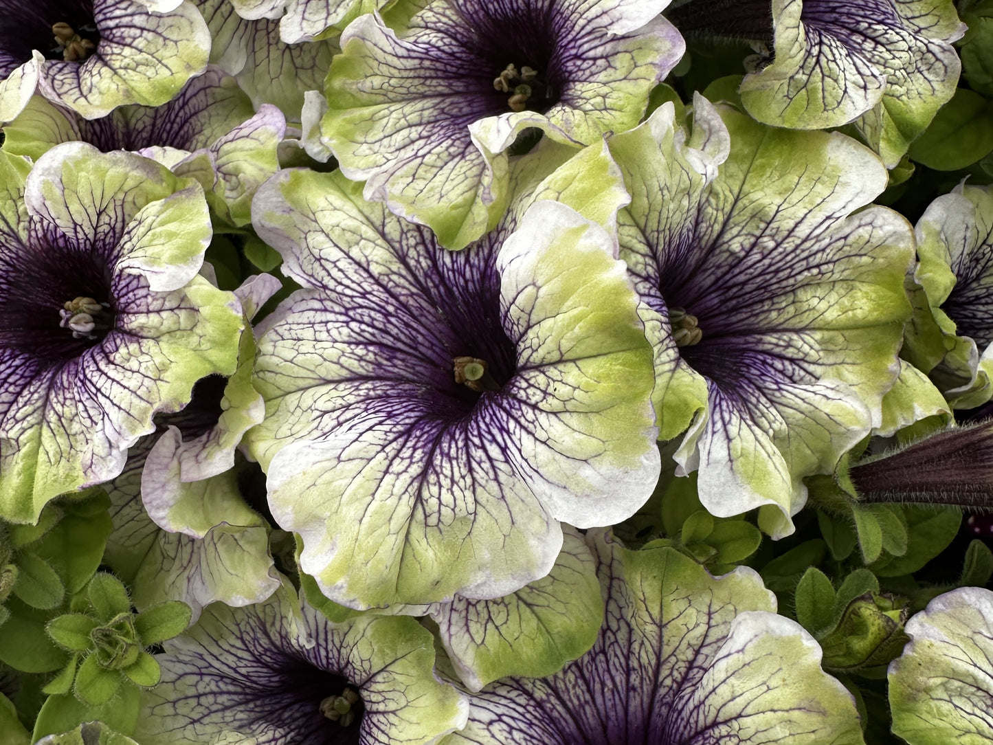 Petunia