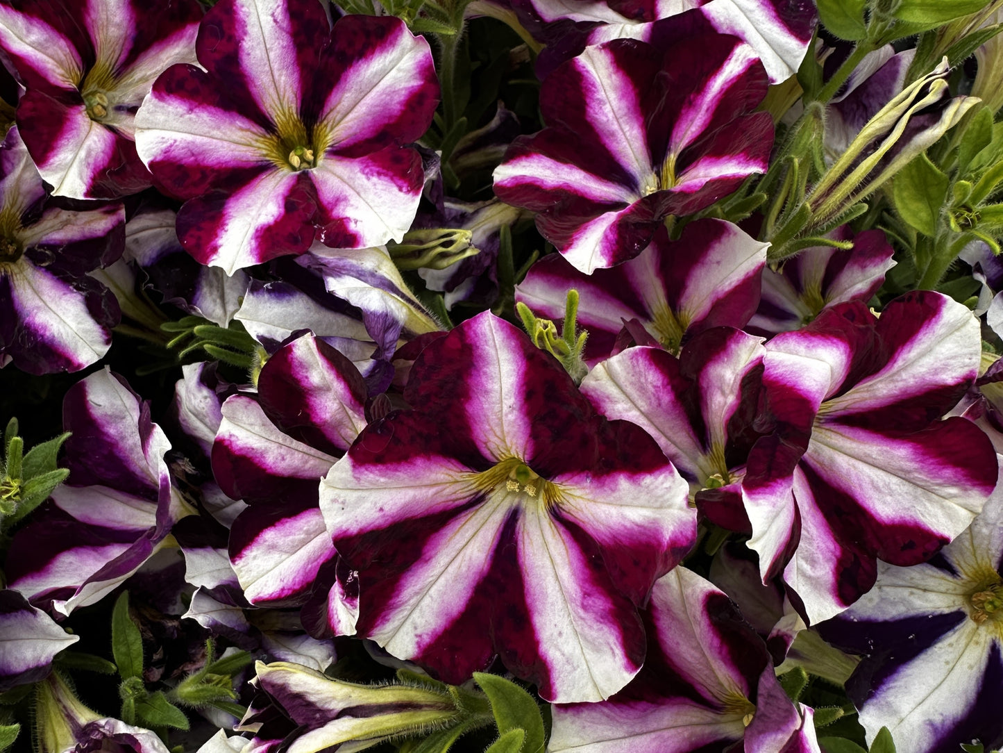 Petunia