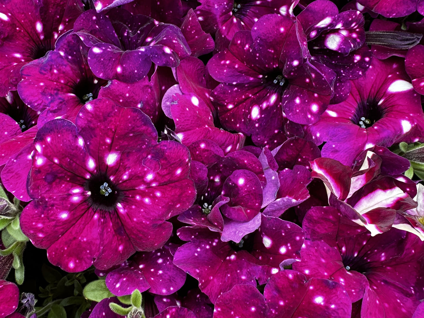 Petunia