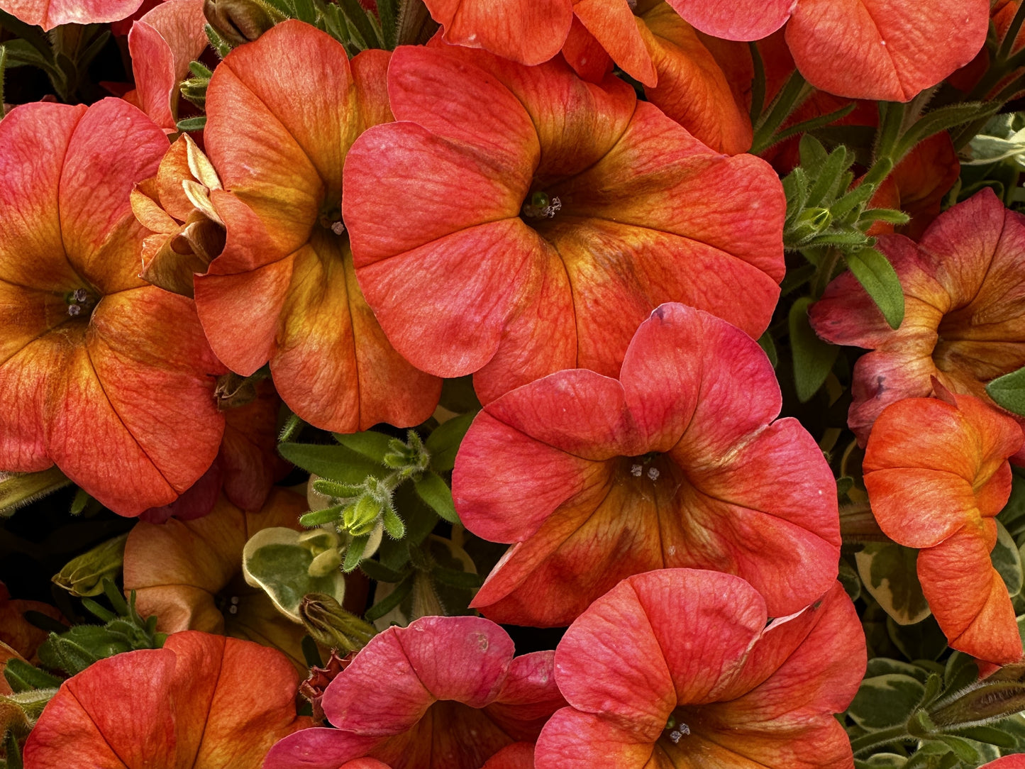 Petunia