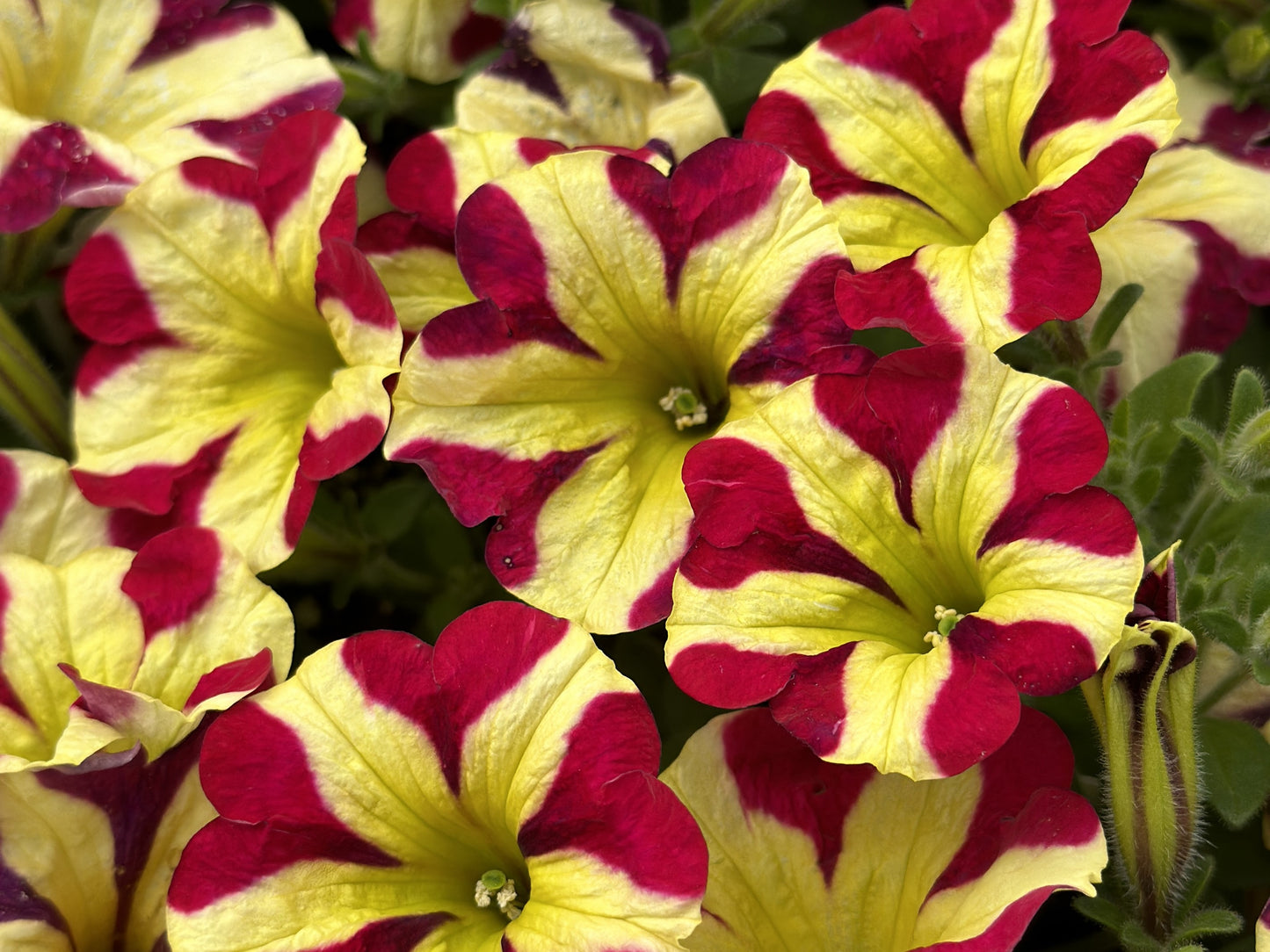 Petunia