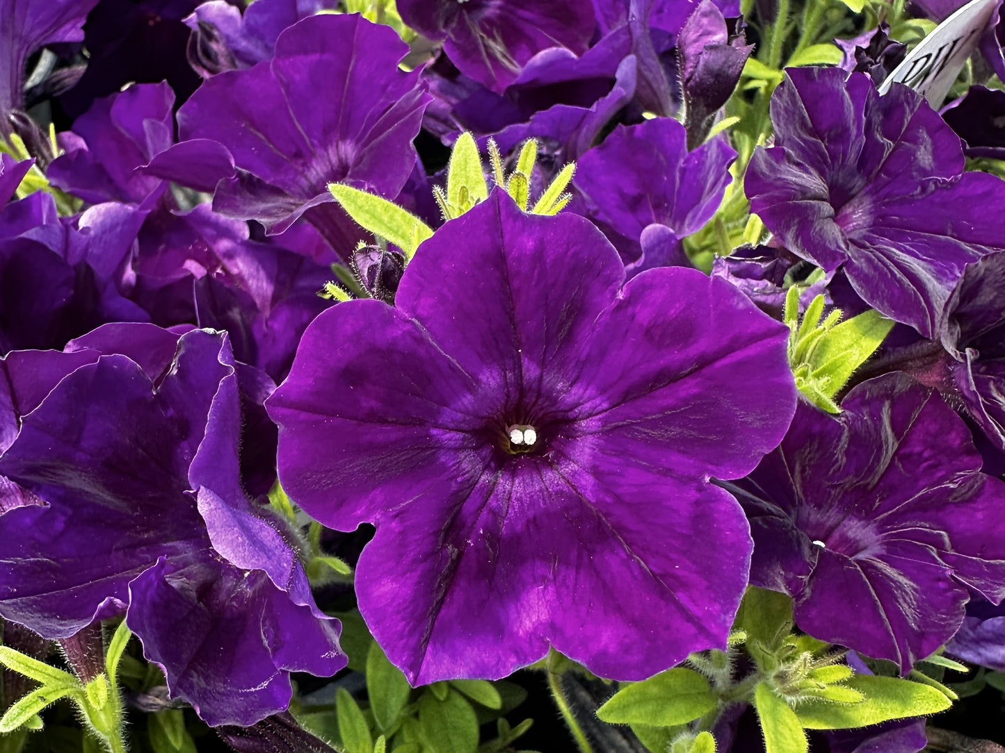 Petunia