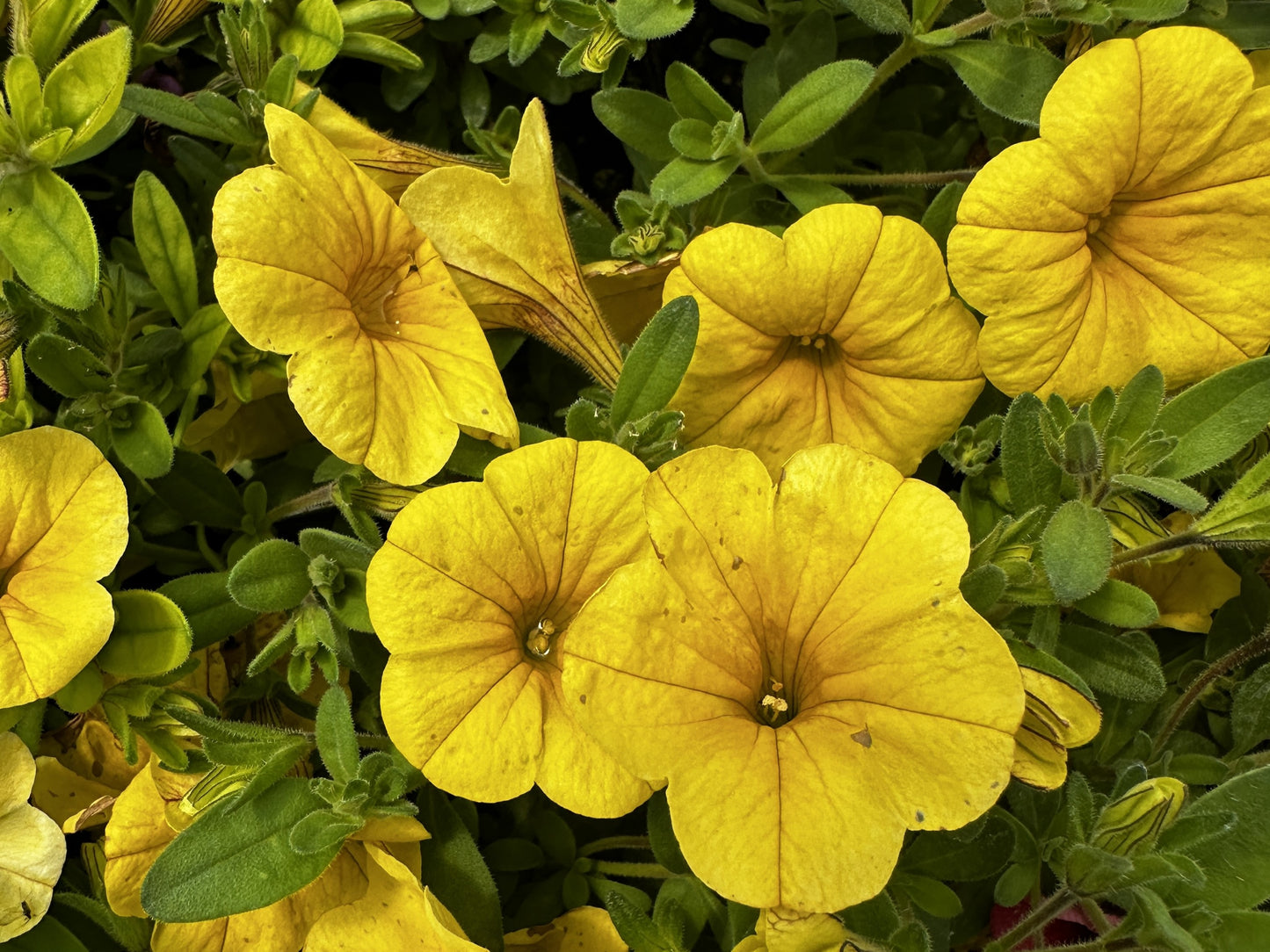 Petunia