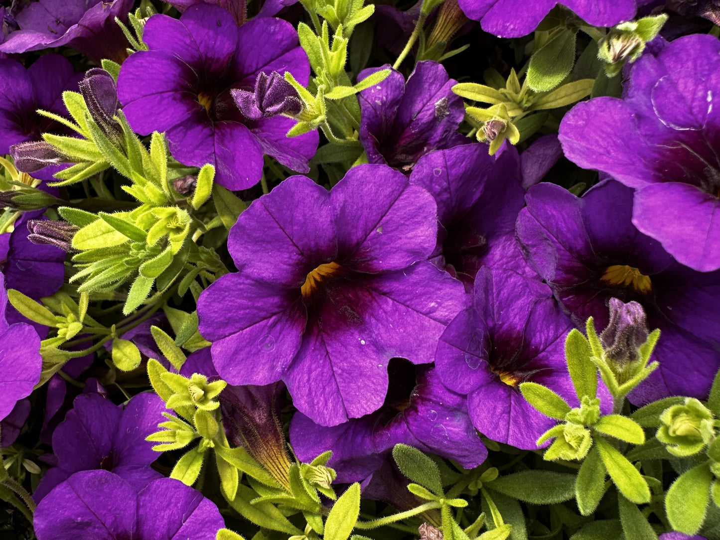 Petunia