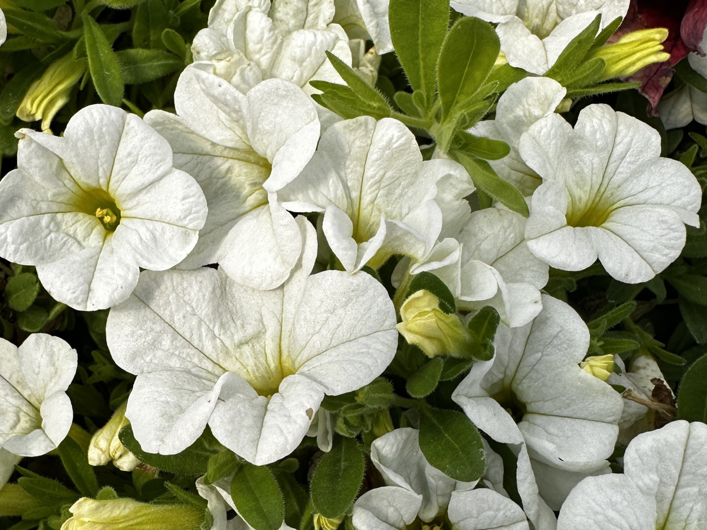 Petunia