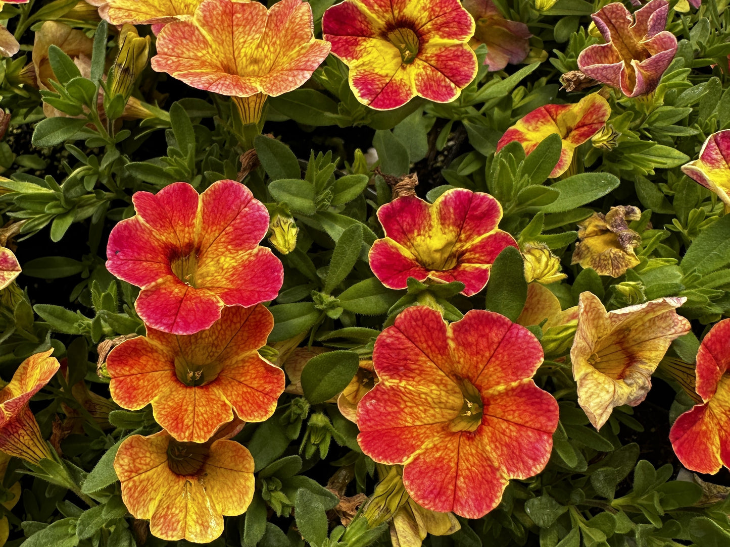 Petunia