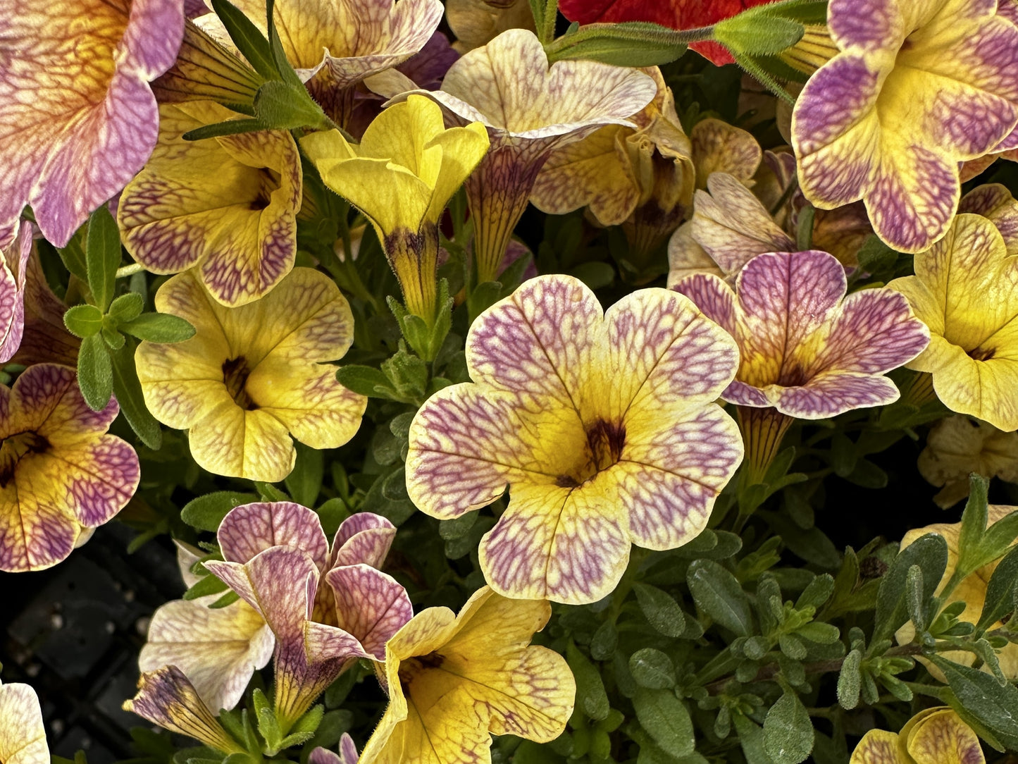 Petunia