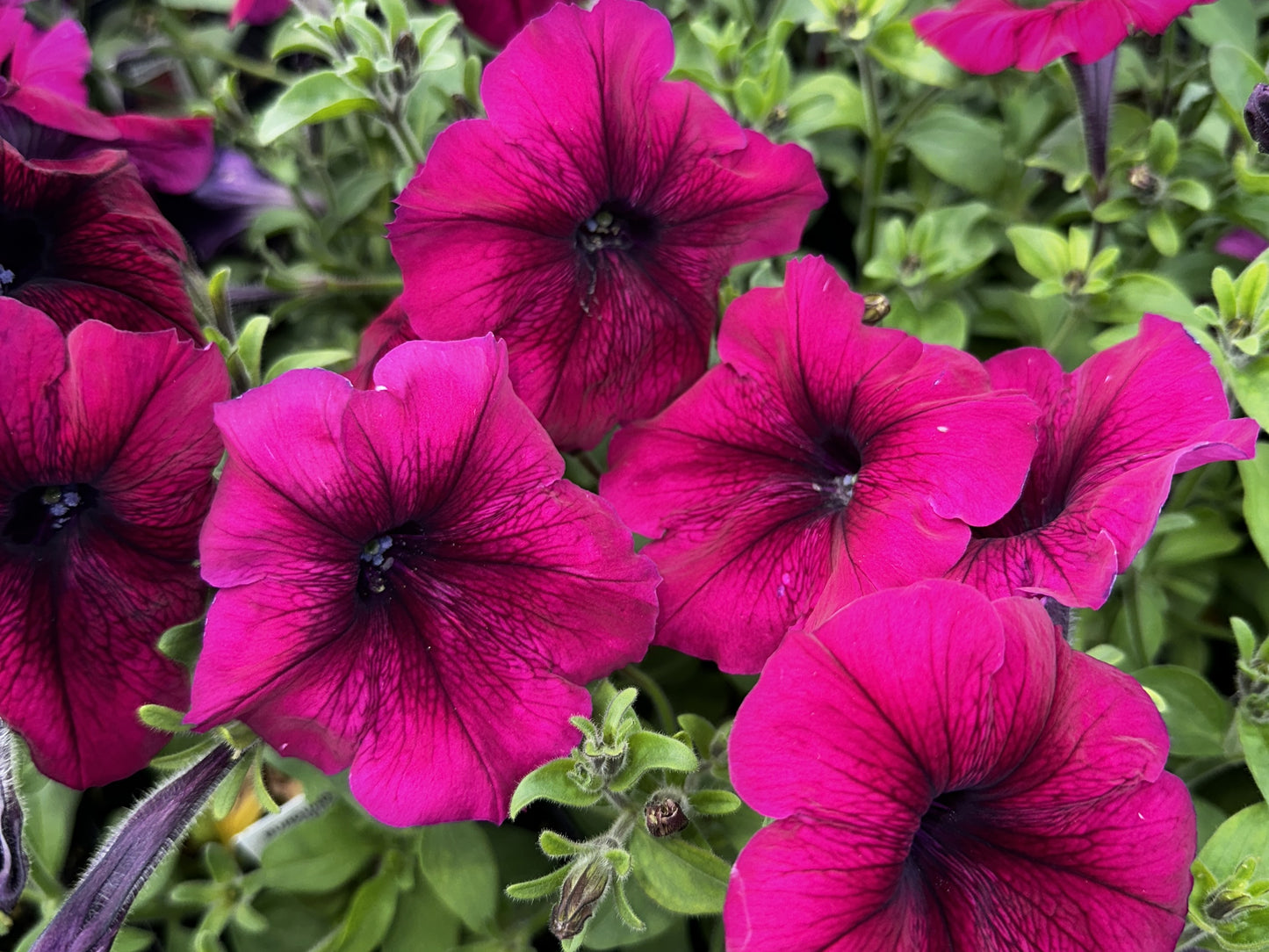 Petunia