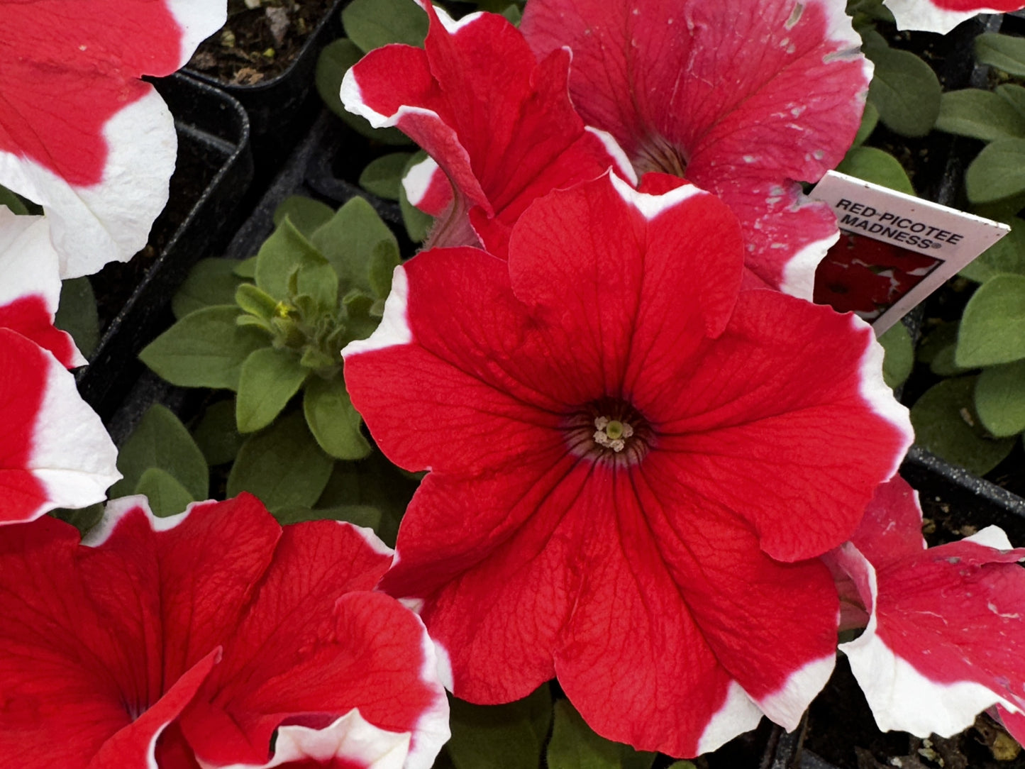 Petunia