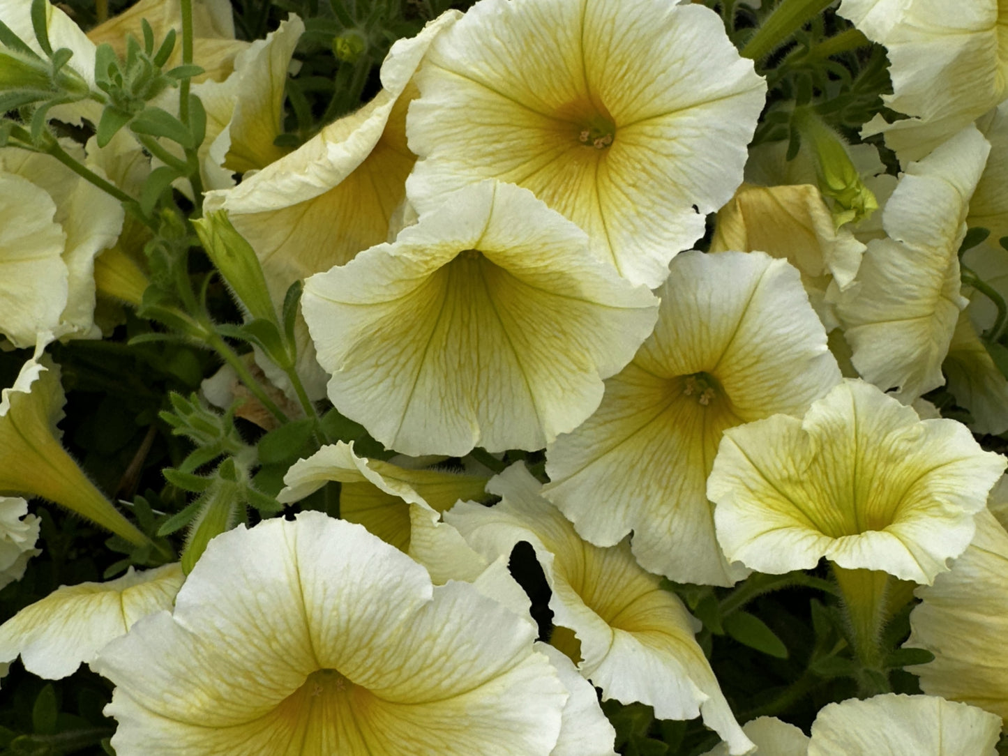 Petunia