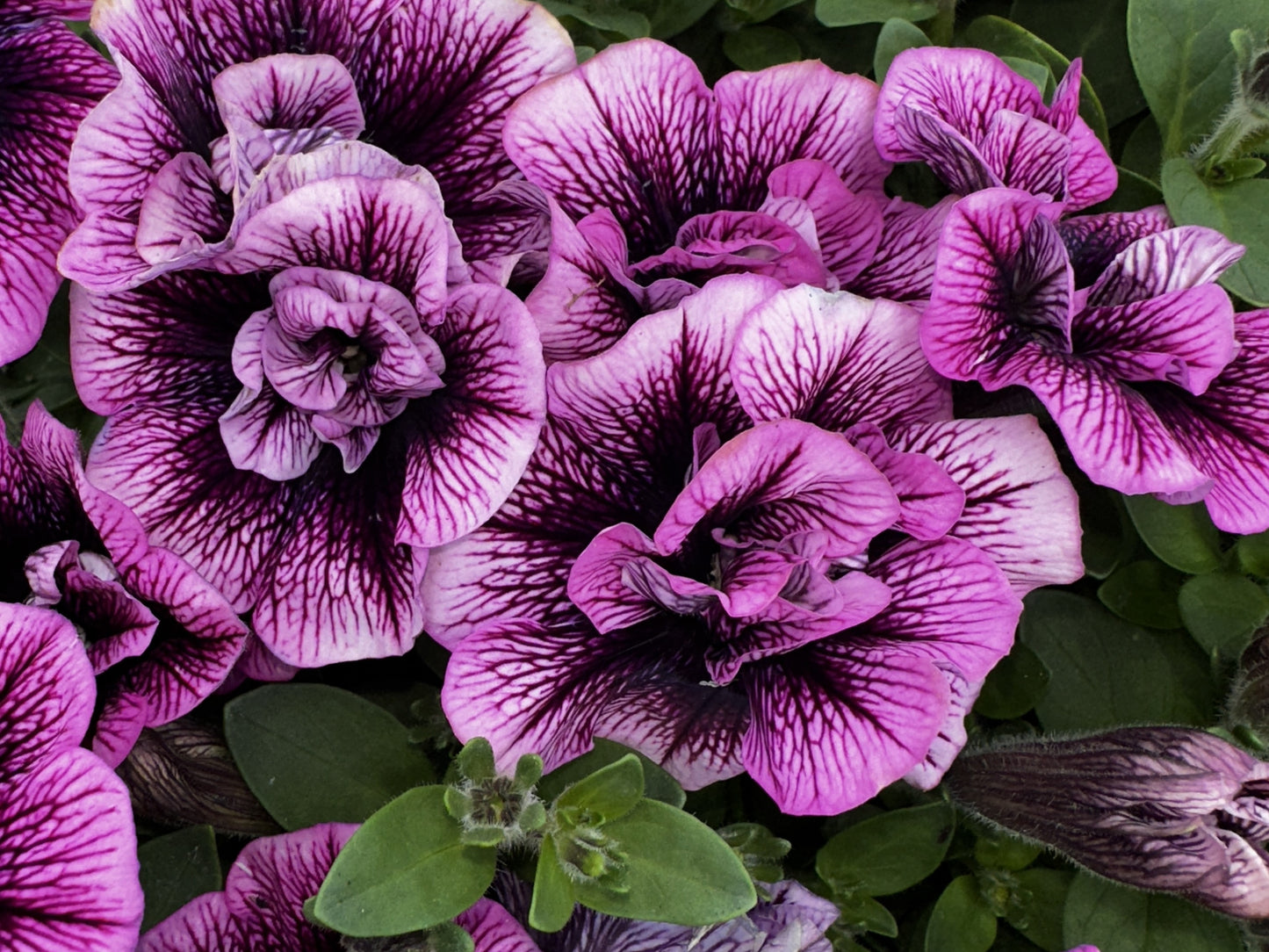 Petunia