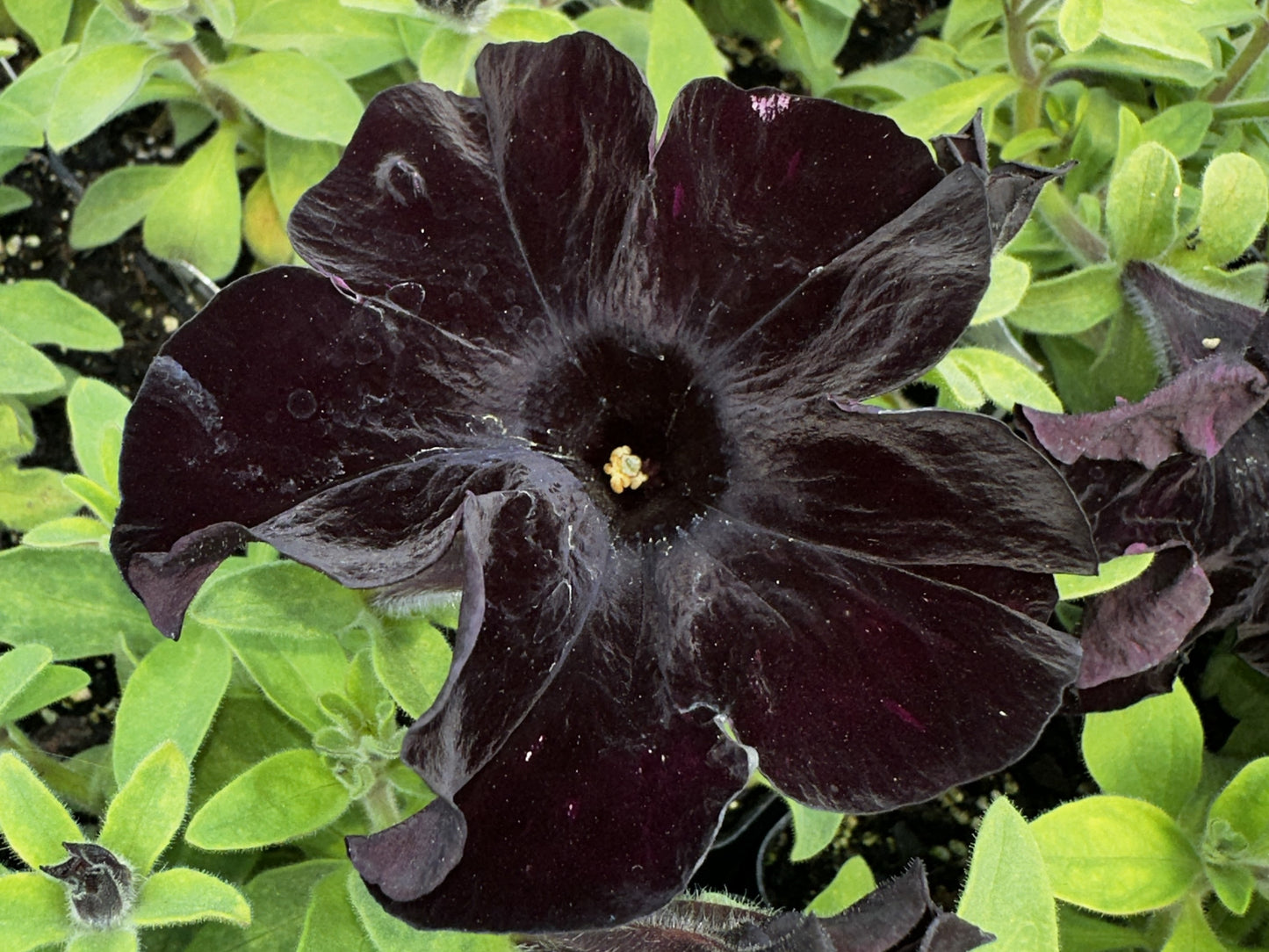 Petunia