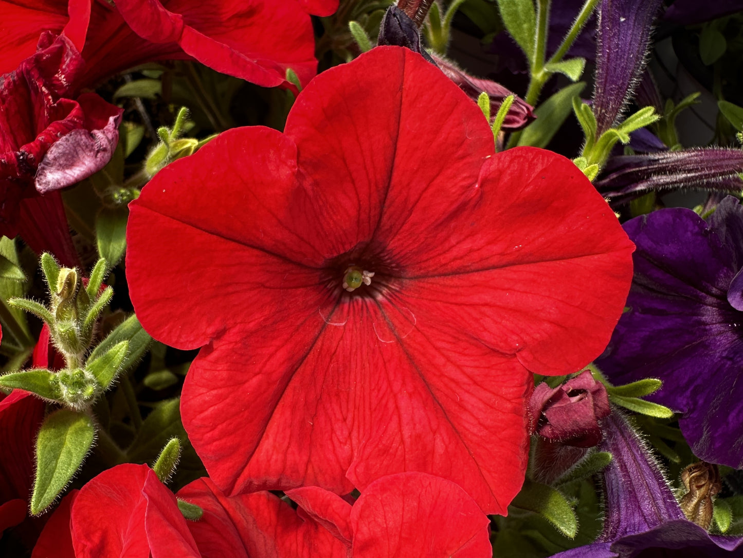 Petunia