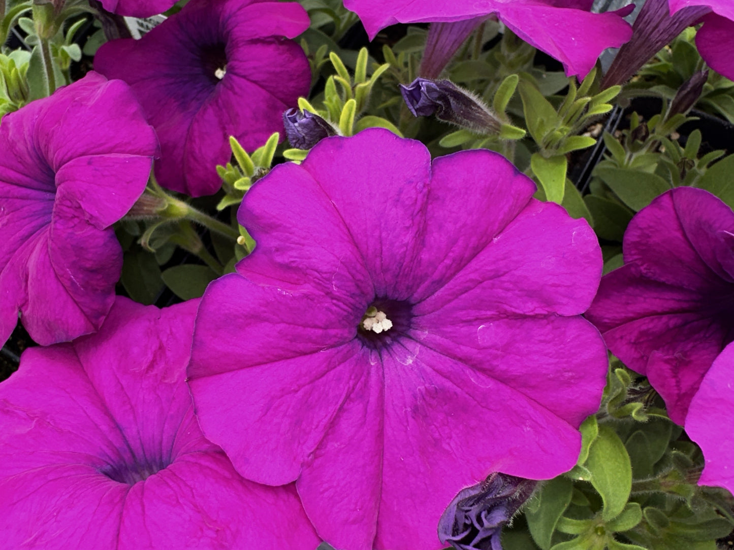 Petunia