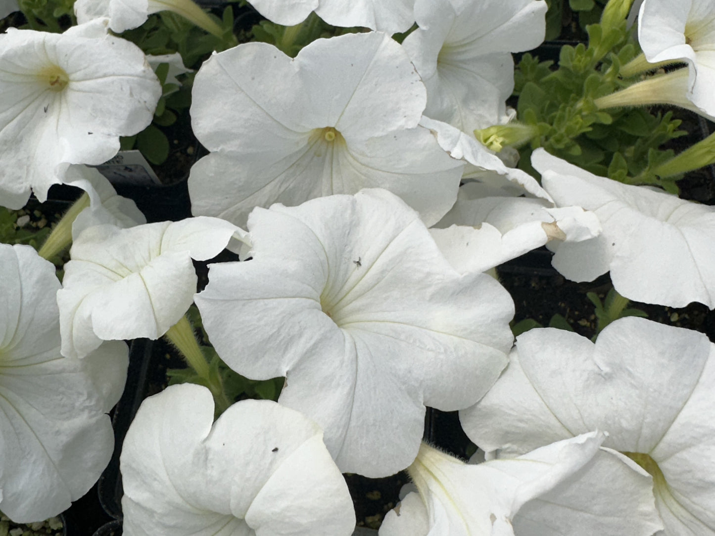 Petunia