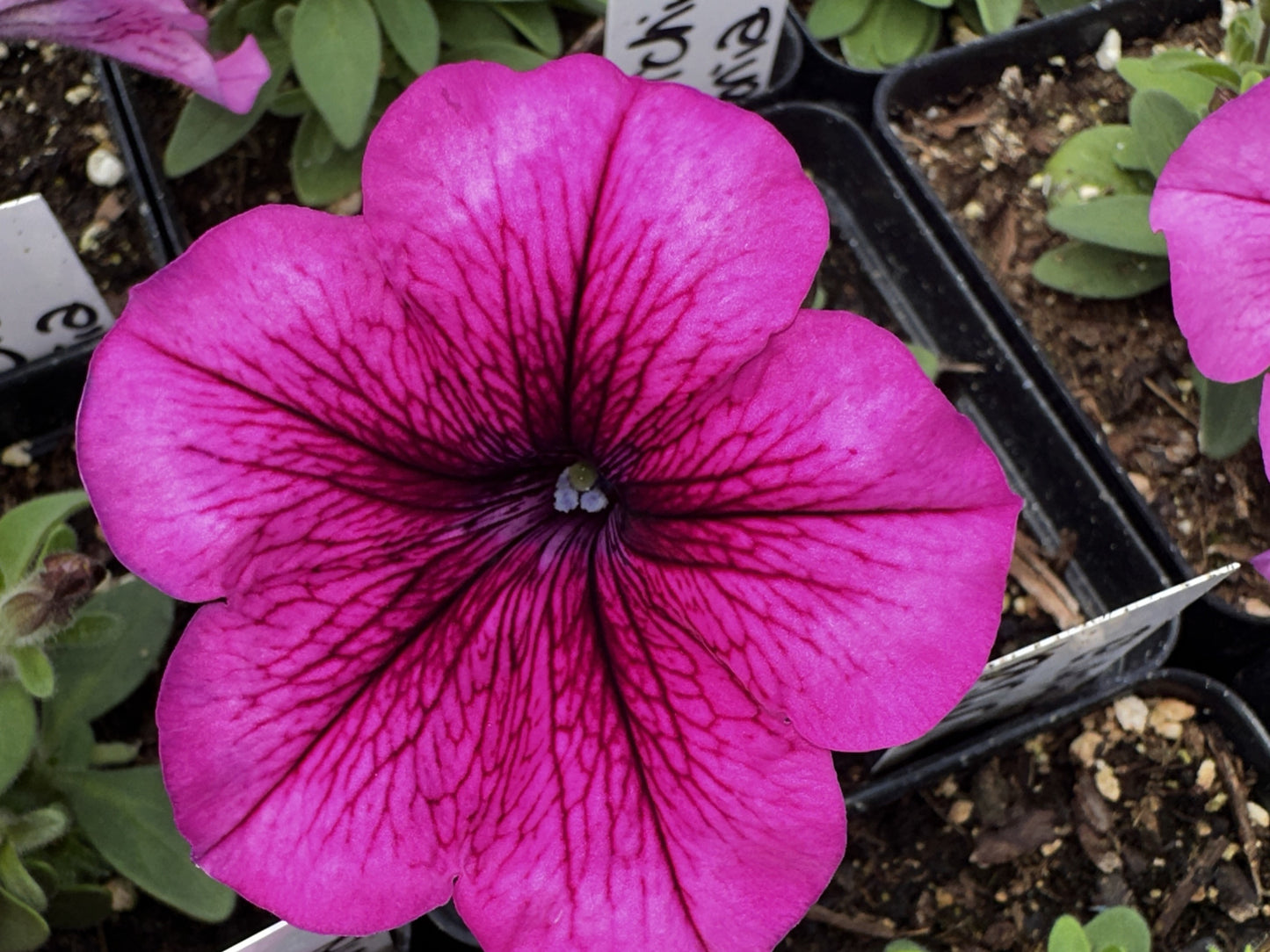 Petunia
