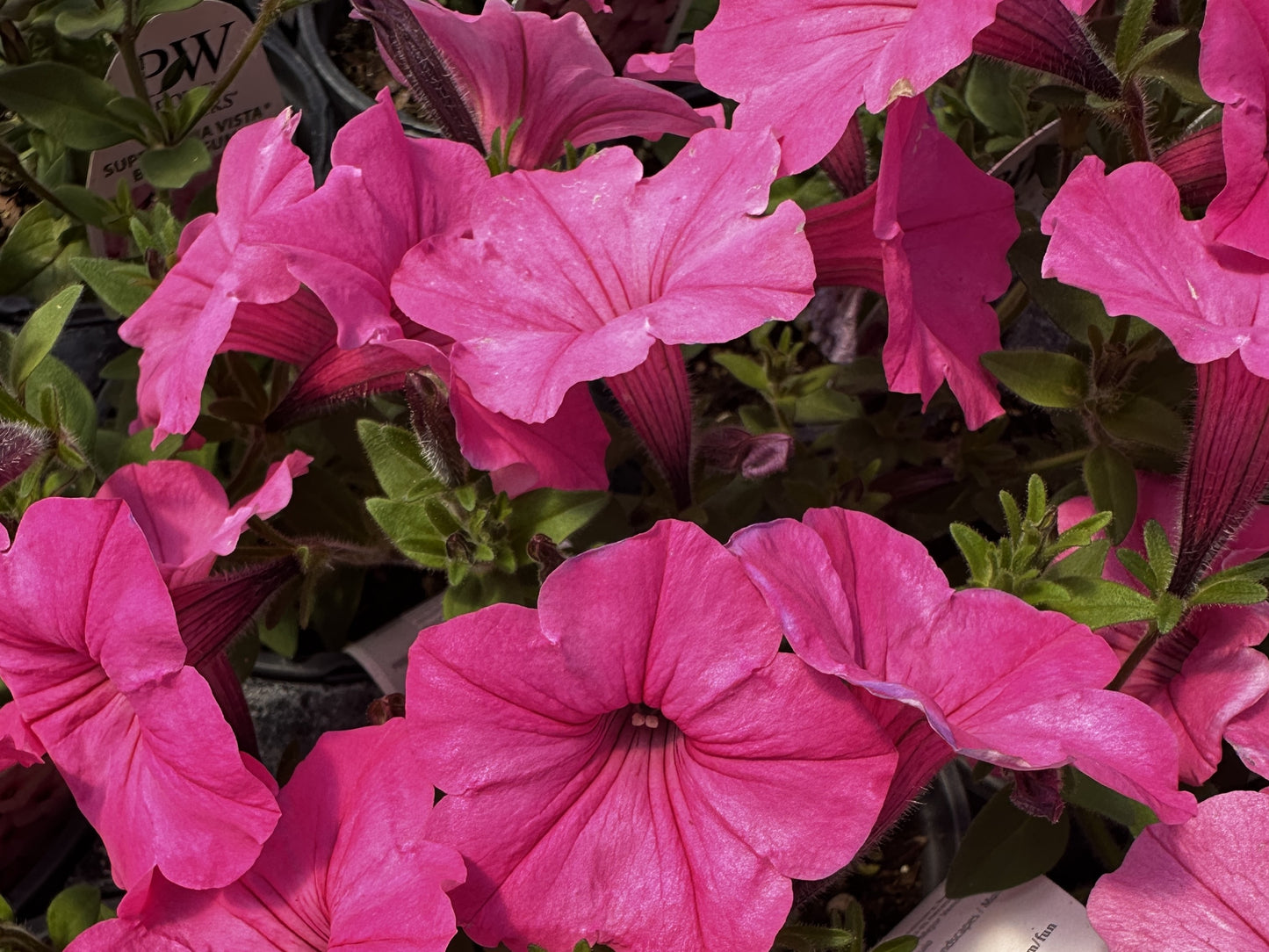 Petunia