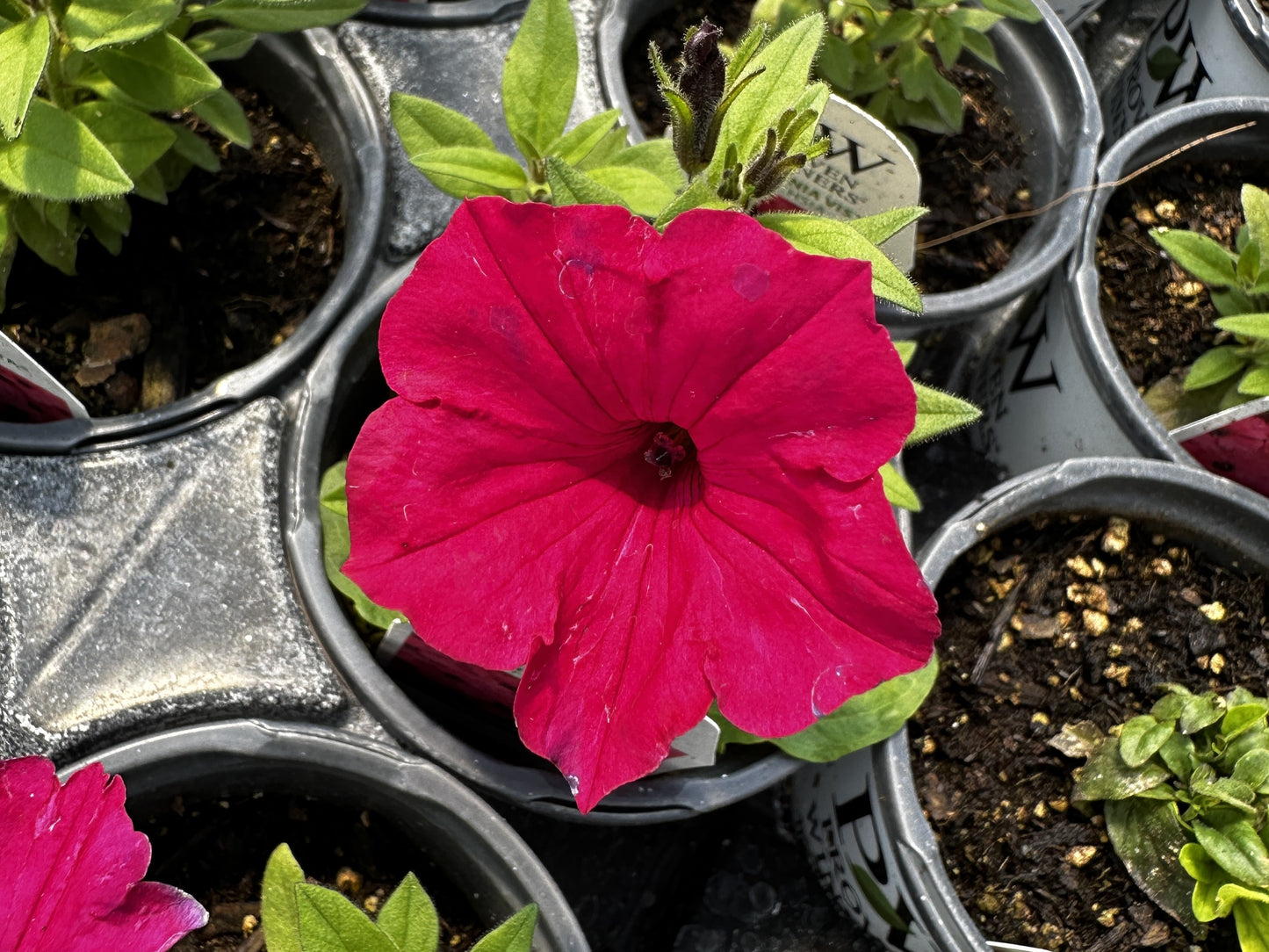 Petunia