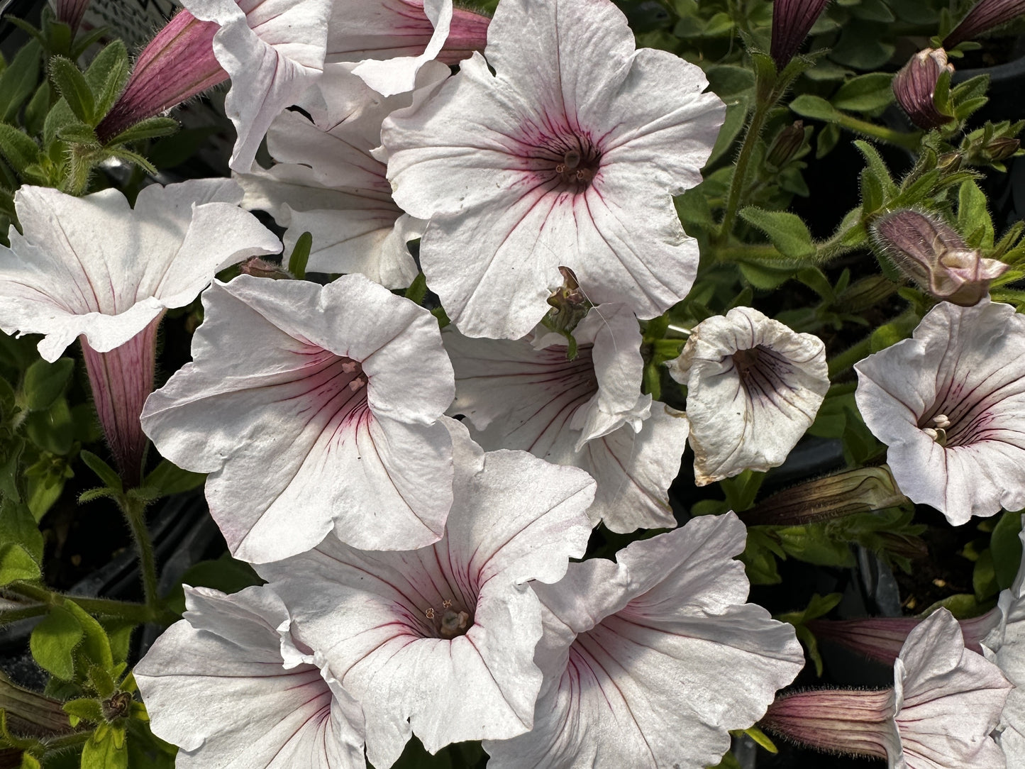 Petunia