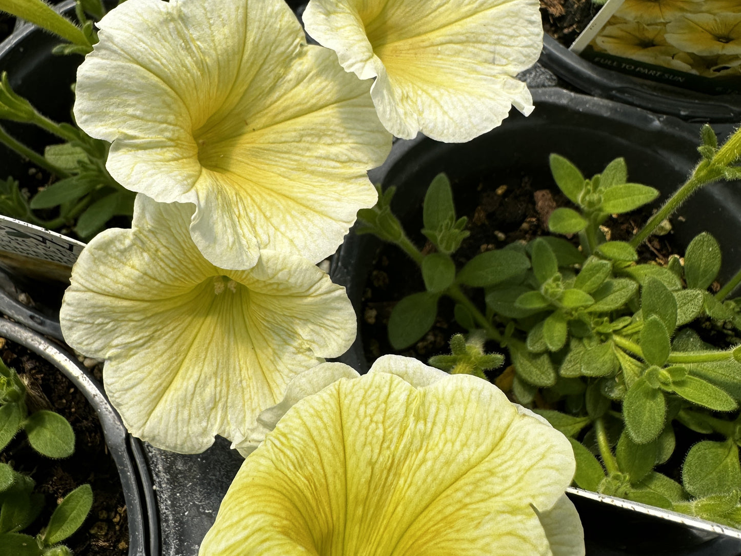 Petunia